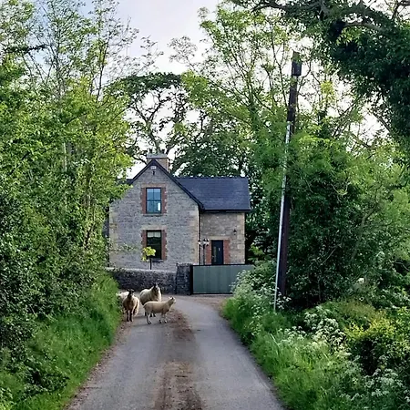 Chestnut Leitrim